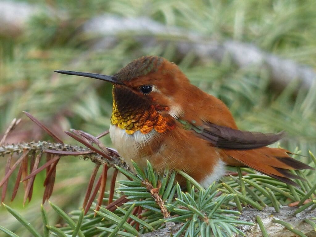 A Hummingbird on a pine tree