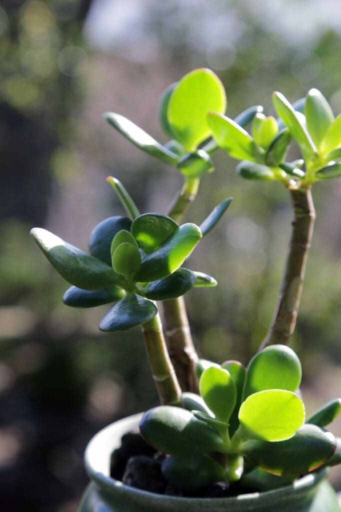 jade-plant-6569195_1280